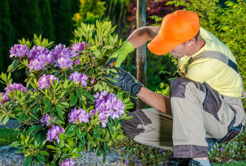 Professional hedge trimming on a residential boundary hedge